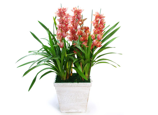 ���� ���� ���/�ɺ����