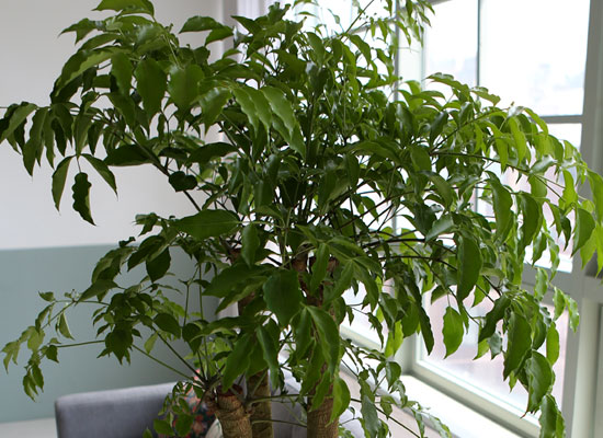 대표적인 개업축하화분 실내공기정화식물 - 행복을주는나무 해피트리