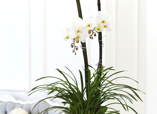 Living with flowers everyday - Newyork style Orchid ķ ȭƮȣ