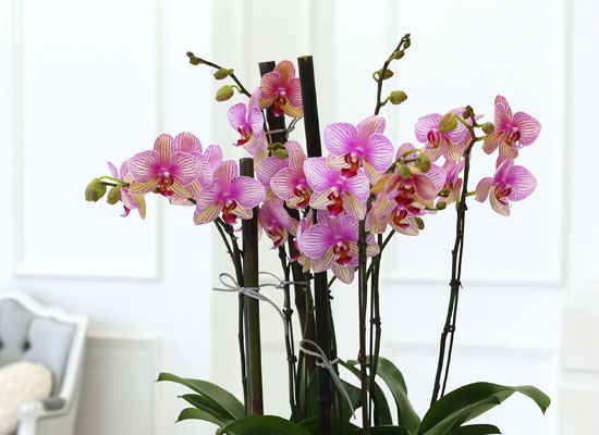 Living with flowers everyday - Newyork style Orchid 달링