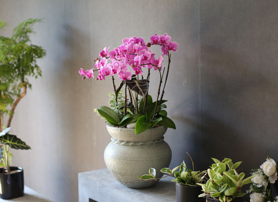 Graceful orchid flowers - θƽ ޼ Ͽ (* ̹ ȭ ǰ )