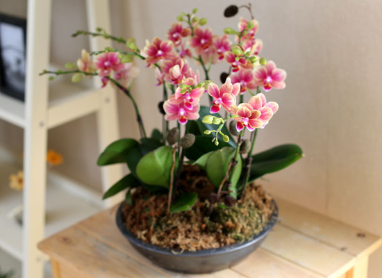 [Decorating with Orchids] ݳ ()
