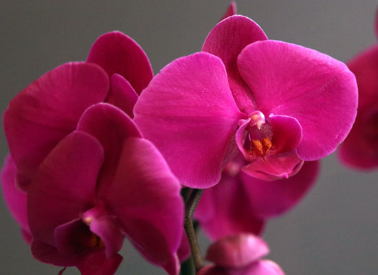 Office & nature Pink orchid **ȭ⺯**