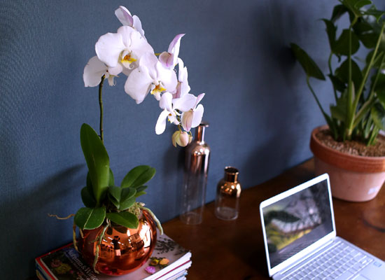Office & Nature - Elegant white ()