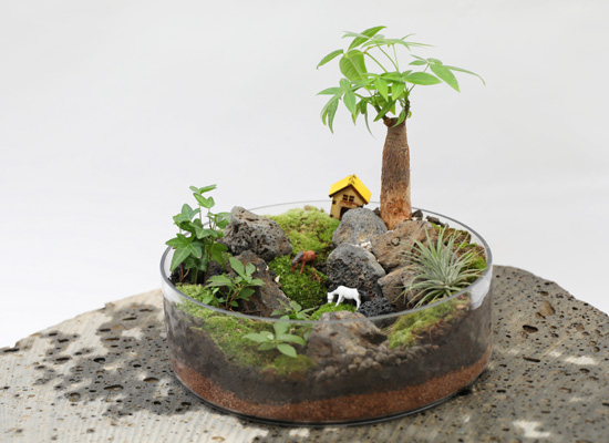 유리병 안에 작은 정원 - 원형유리 자유로운이끼 테라리움 대형