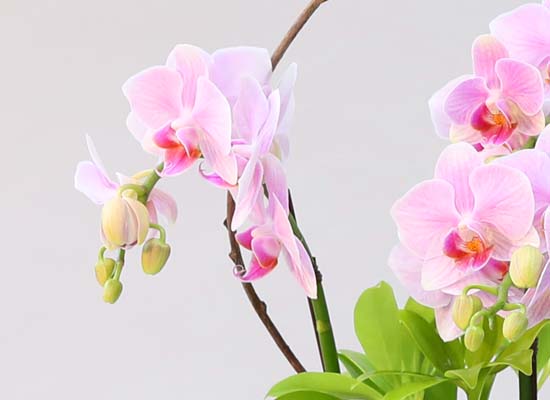 Phalenopsis - Pink garden