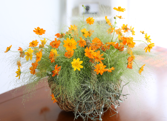 �������� ��� ����