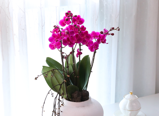 ���� ���ֺ� ���׾Ƹ� - ������ ��