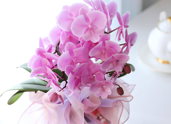 ���� ���Ƶ�� ���� - ������ ��