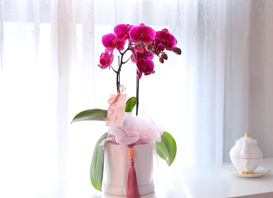 ���� ���� ������ ���ֺ� - ������ ��