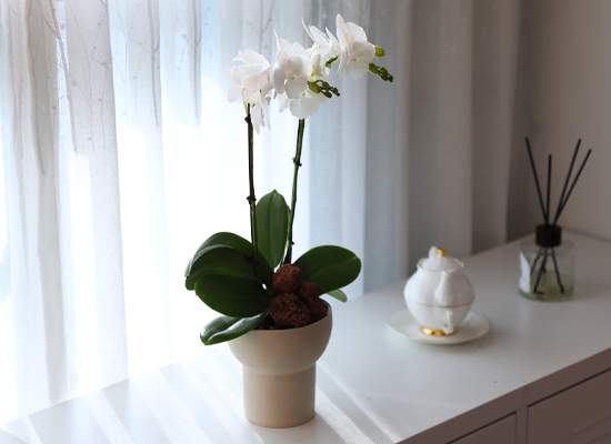 ���ν� ���� - ������ ��