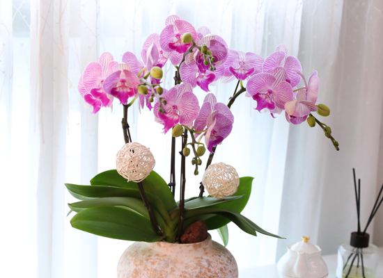 ���޺� ������ �� - ������ ��