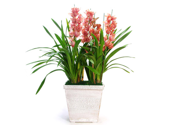 ���� ���� ���/�ɺ����