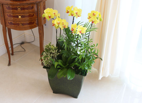 Office&Nature - 나비를 닮은 호접란 썬셋 꽃집 꽃배달