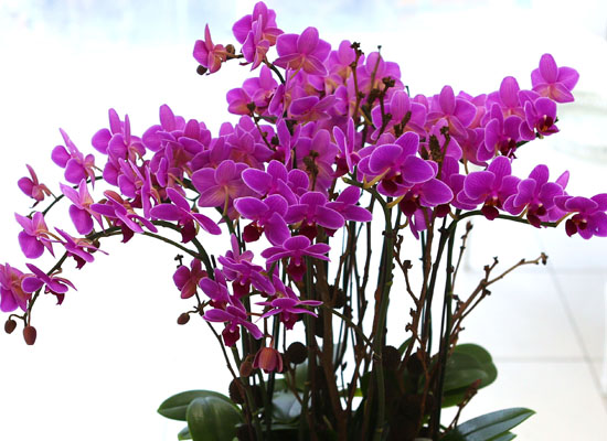 Living with flowers everyday - Newyork style Orchid ũƲ