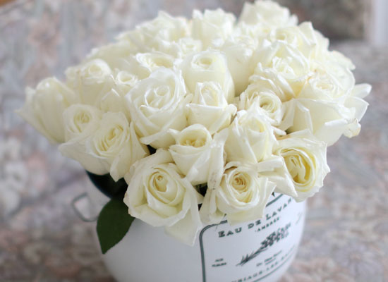 Invaluable white day - white rose (öڽ )