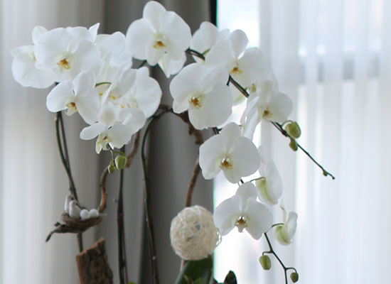 시선을 머물게 하는 실내 식물 - 순백색이 매력적인 화이트호접란 꽃집 꽃배달