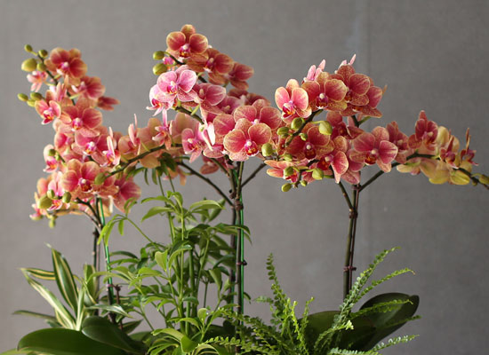 [Graceful orchid flowers] ݳ ()