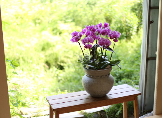 Graceful orchid flowers - θƽ ޼ Ͽ (* ̹ ȭ ǰ )
