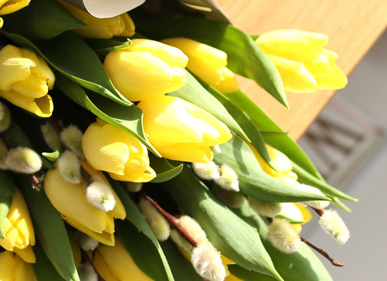 Fresh spring flower Yellow tulips