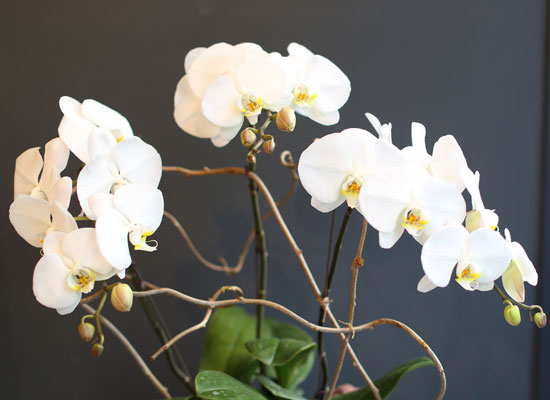 Office & nature White orchid   **ȭ⺯**
