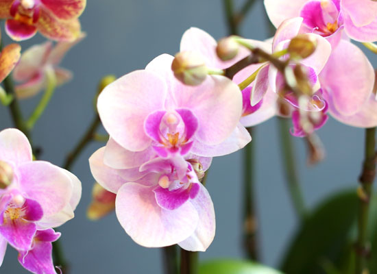 [Office & nature] 3 Colors Orchid