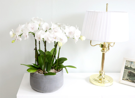 Office & Nature - 아름다운 순백의 호접란 화이트민트 꽃집 꽃배달
