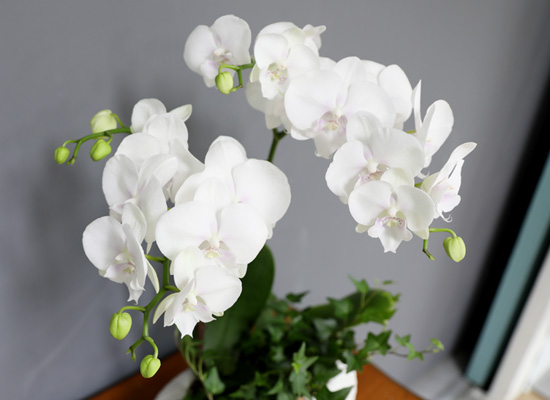 [승진/영전축하] White Elegant Orchid   사파이어