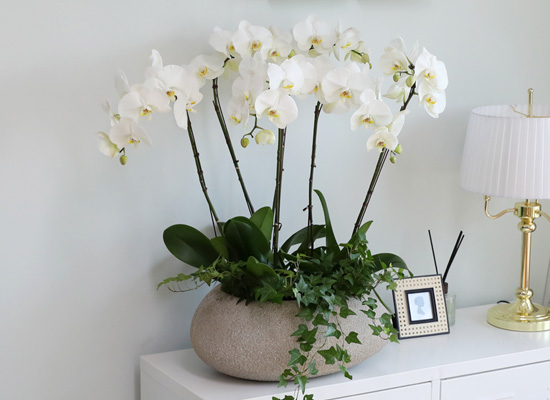 [/] White Elegant Orchid ޶ (ߴ)