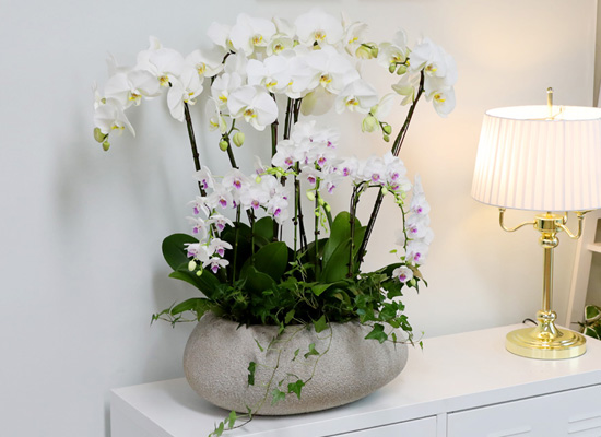 [/] White Elegant Orchid   ں ()