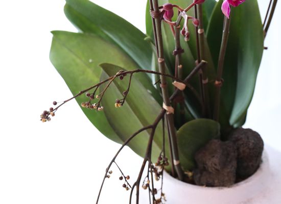 ���� ���ֺ� ���׾Ƹ� - ������ ��