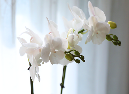 ���ν� ���� - ������ ��