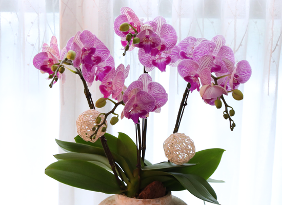 ���޺� ������ �� - ������ ��