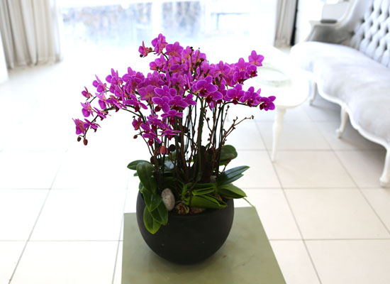 Living with flowers everyday - Newyork style Orchid ũƲ