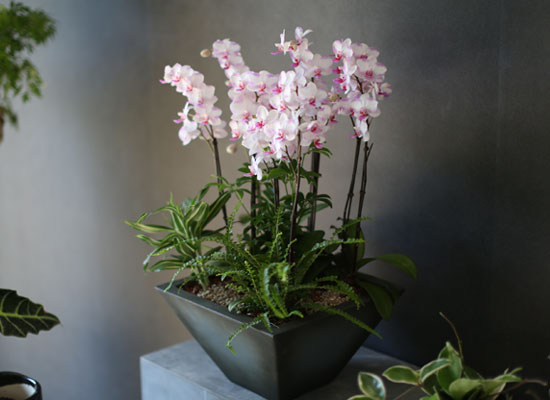 Graceful orchid flowers - õũ  Ʋ