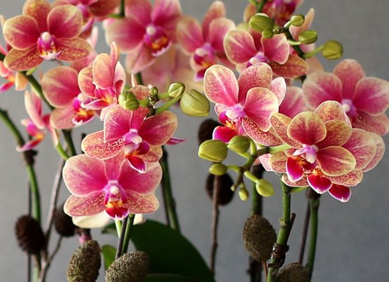 [Decorating with Orchids] ݳ ()