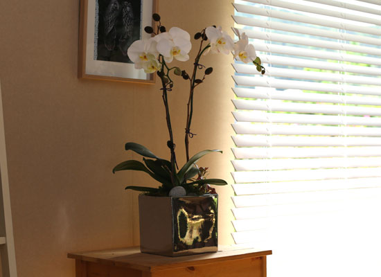 Decorating with Orchids() - õ  ȭƮȣ