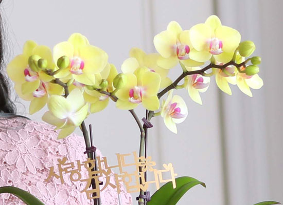 (서울만 가능)정성이 느껴지는 보자기 포장 - 노랑호접란 꽃집 꽃배달