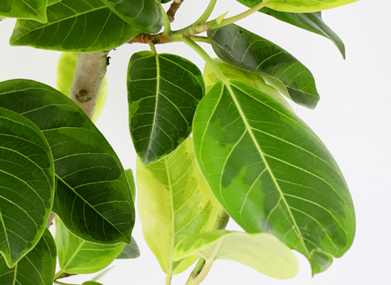 키우기 쉬운 공기정화식물 - 뱅갈고무나무