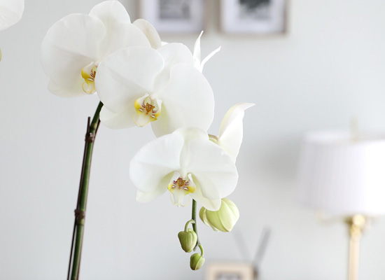 [/] White Elegant Orchid   Empire double ()