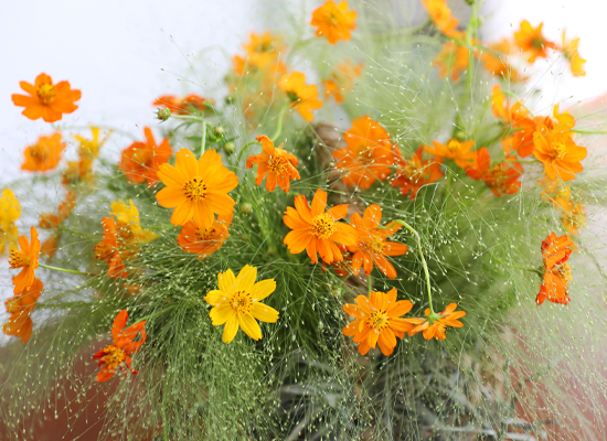 �������� ��� ����