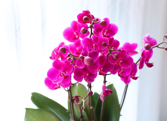 ���� ���ֺ� ���׾Ƹ� - ������ ��