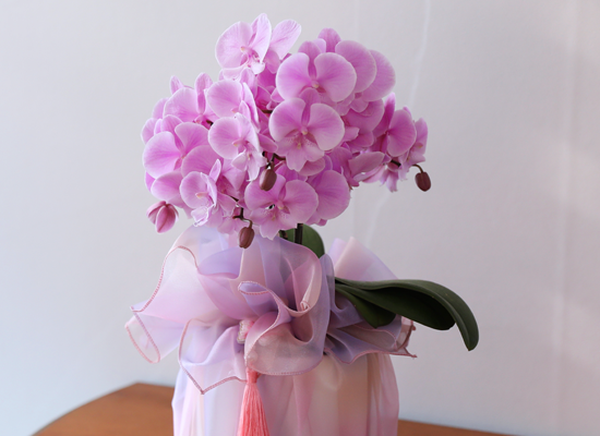 ���� ���Ƶ�� ���� - ������ ��