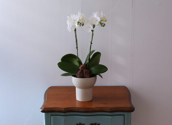 ���ν� ���� - ������ ��