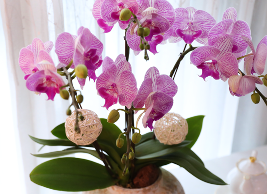 ���޺� ������ �� - ������ ��