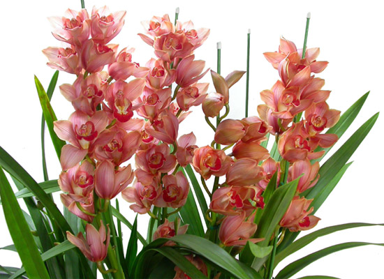 ���� ���� ���/�ɺ����