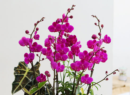 아름다움이 있는 공간 - 원형 화기의 만천홍 꽃집 꽃배달