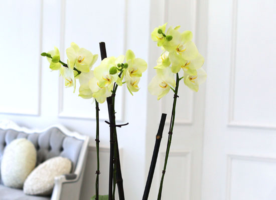 Living with flowers everyday - Newyork style Orchid 