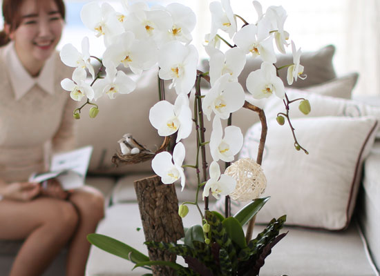 시선을 머물게 하는 실내 식물 - 순백색이 매력적인 화이트호접란 꽃집 꽃배달
