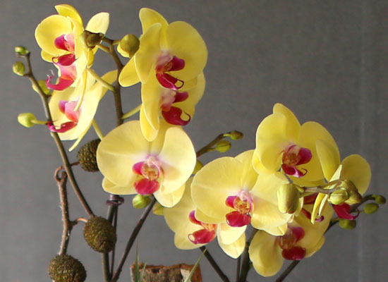 [Decorating with Orchids ] 彺Ÿ (ȭǰ)